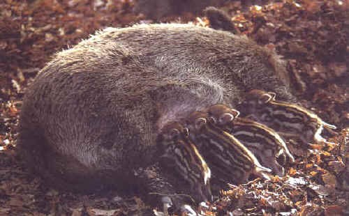  Image name: 55 Cinghiale.jpg 
 width: 500 pixel 
 height: 310 pixel 
 Size: 44169 bytes 
 Click to enlarge 